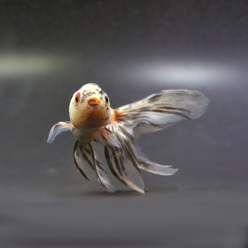 『きんぎょ』 楽天市場】【金魚王子】ホワイト蝶尾 6.5±1cm前後 (個体番号