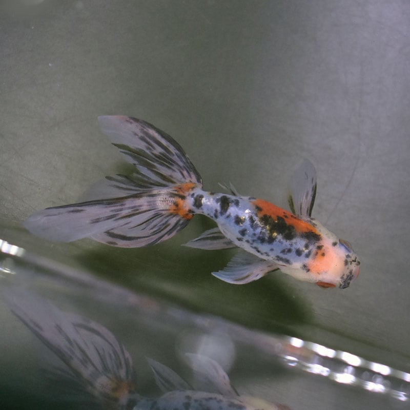 金魚王子】京錦 11cm前後 (個体番号：cde281) 金魚 きんぎょ