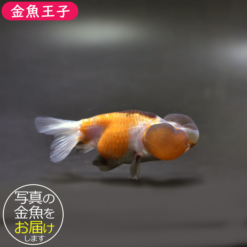 金魚王子】変わり柄水泡眼 8±1cm前後 (個体番号：cde621) 金魚