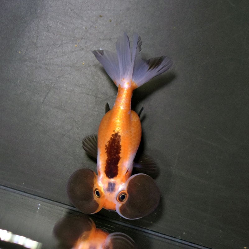 金魚 金魚王子】変わり柄水泡眼 8±1cm前後 (個体番号：cde627) 金魚