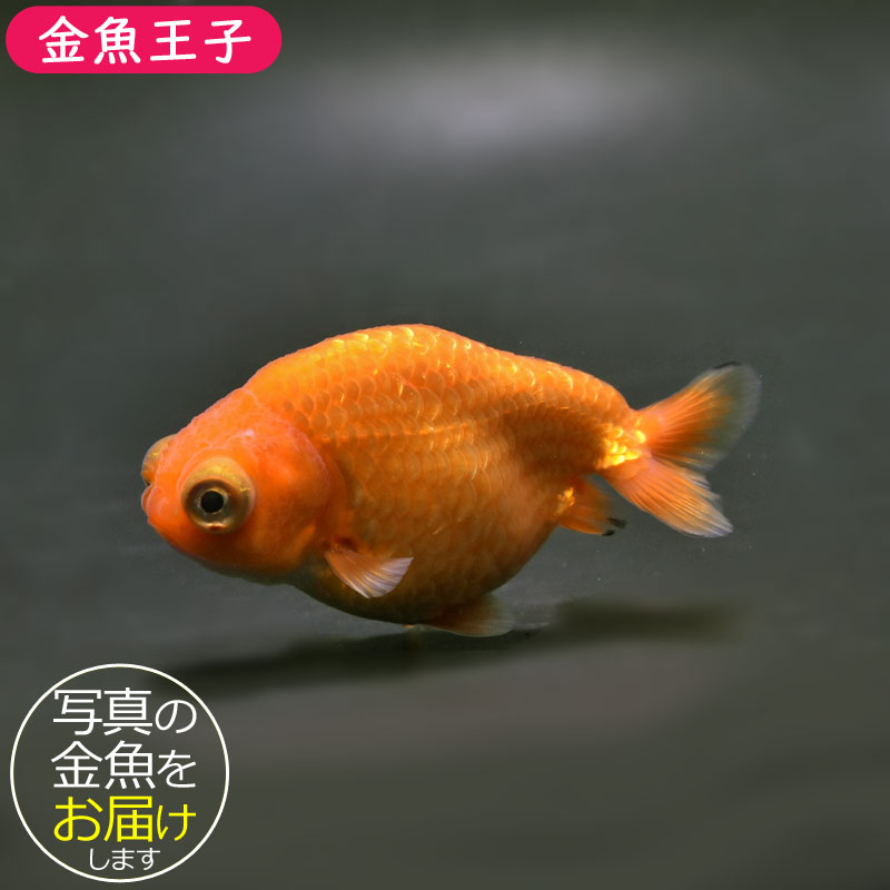 テコチチ【願いが叶う】【金運 財運 繁栄 招福】金魚 きんぎょ らんちゅう 金魚王子】レッド出目らんちゅう 8.5cm前後 (個体番号：cde932) 金魚
