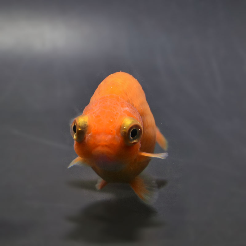 金魚王子】レッド出目らんちゅう 8.5cm前後 (個体番号：cde932) 金魚