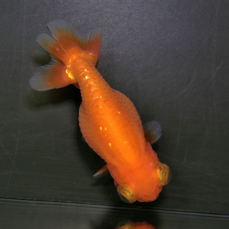 金魚王子】レッド出目らんちゅう 8.5cm前後 (個体番号：cde932) 金魚