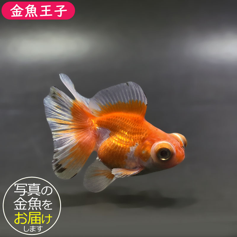 金魚 金魚王子】トリカラーオランダ 9cm前後 (個体番号：xsw721) 金魚