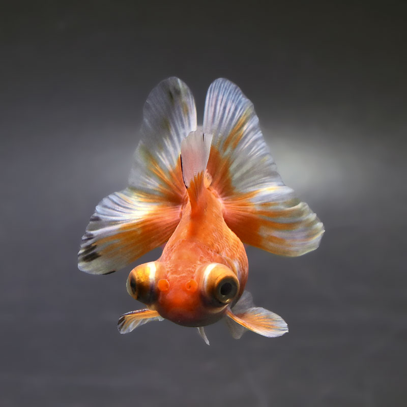 金魚　 金魚王子】更紗蝶尾 7～8cm前後 (個体番号：xsw201) 金魚 きんぎょ