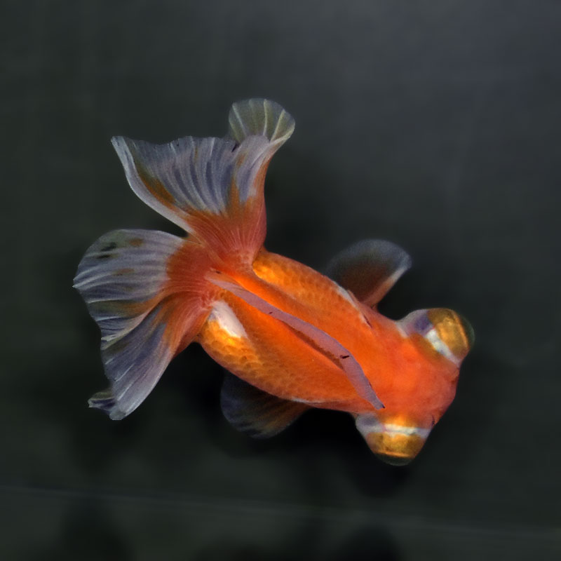 金魚王子】更紗蝶尾 7～8cm前後 (個体番号：xsw201) 金魚 きんぎょ