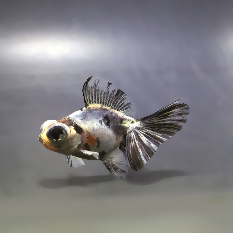 金魚王子】キャリコ蝶尾 7～8cm前後 (個体番号：xsw536) 金魚 きんぎょ