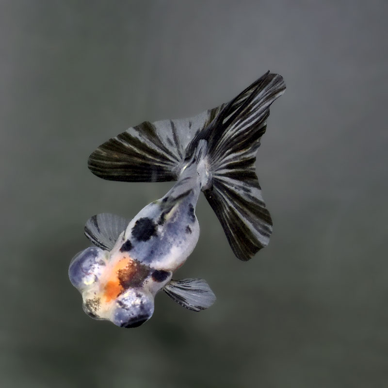 金魚王子】キャリコ蝶尾 7～8cm前後 (個体番号：xsw536) 金魚 きんぎょ