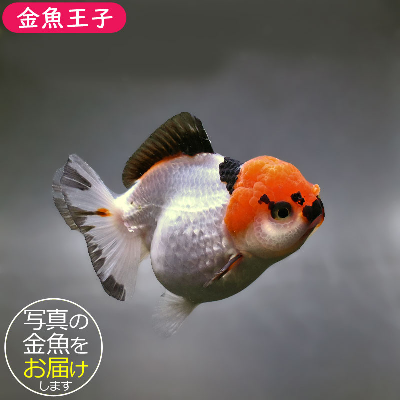 金魚王子】トリカラーオランダ 9cm前後 (個体番号：xsw721) 金魚