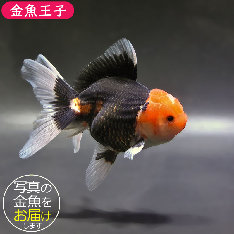 金魚王子】トリカラーオランダ 10±1cm前後 (個体番号：zaq689) 金魚