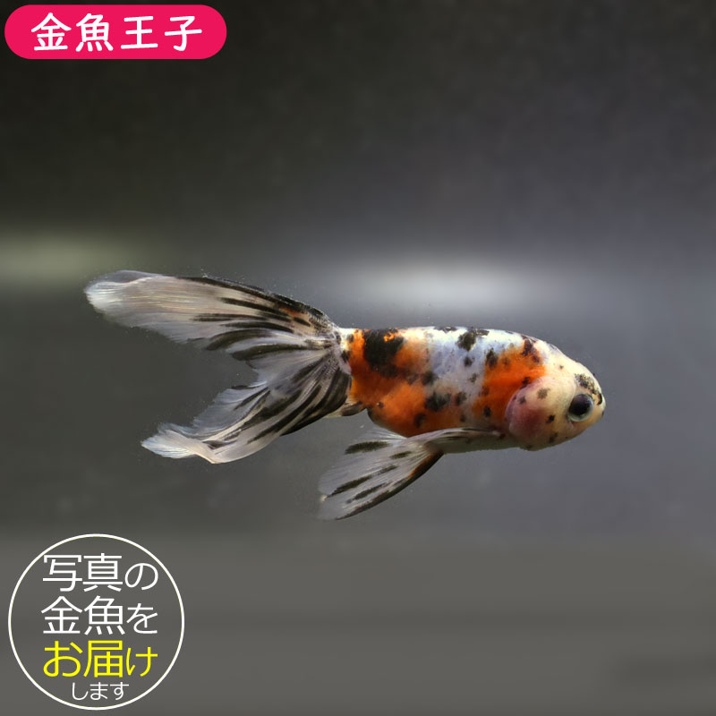 きんぎょ 金魚王子】京錦 11cm前後 (個体番号：cde282) 金魚 きんぎょ