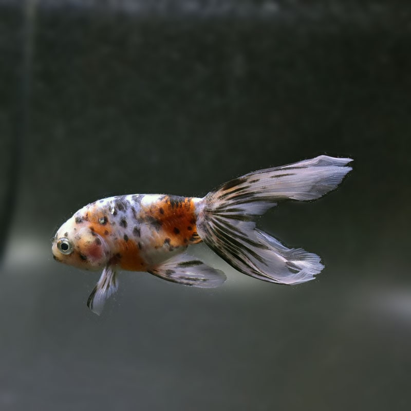 きんぎょ様 金魚王子】変わり柄らんちゅう 6±1cm前後 (個体番号：cde567