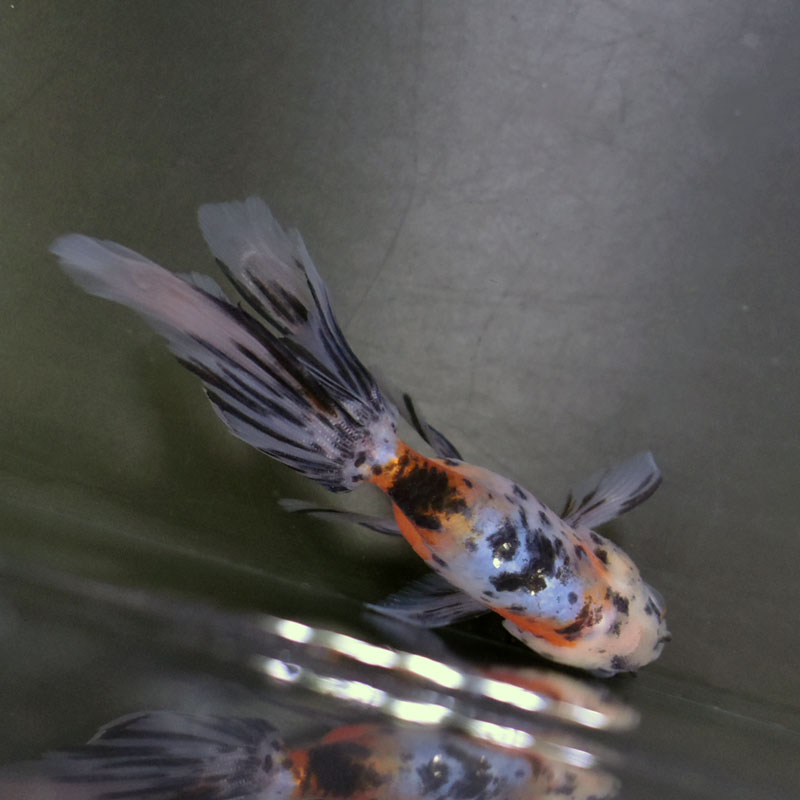 金魚王子】京錦 11cm前後 (個体番号：cde282) 金魚 きんぎょ