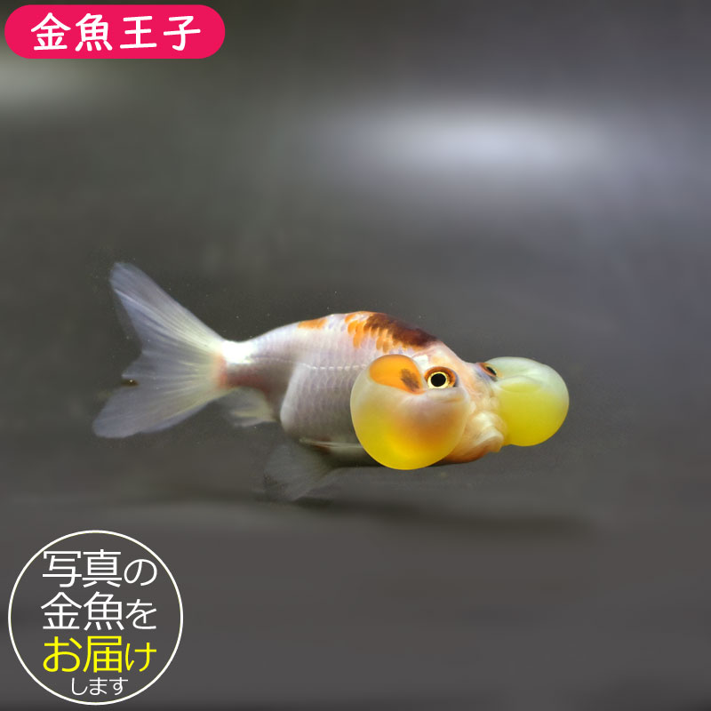 美品dpsコアラ103/176㌢、キングピン10 美品dpsコアラ103/176㌢、キングピン10