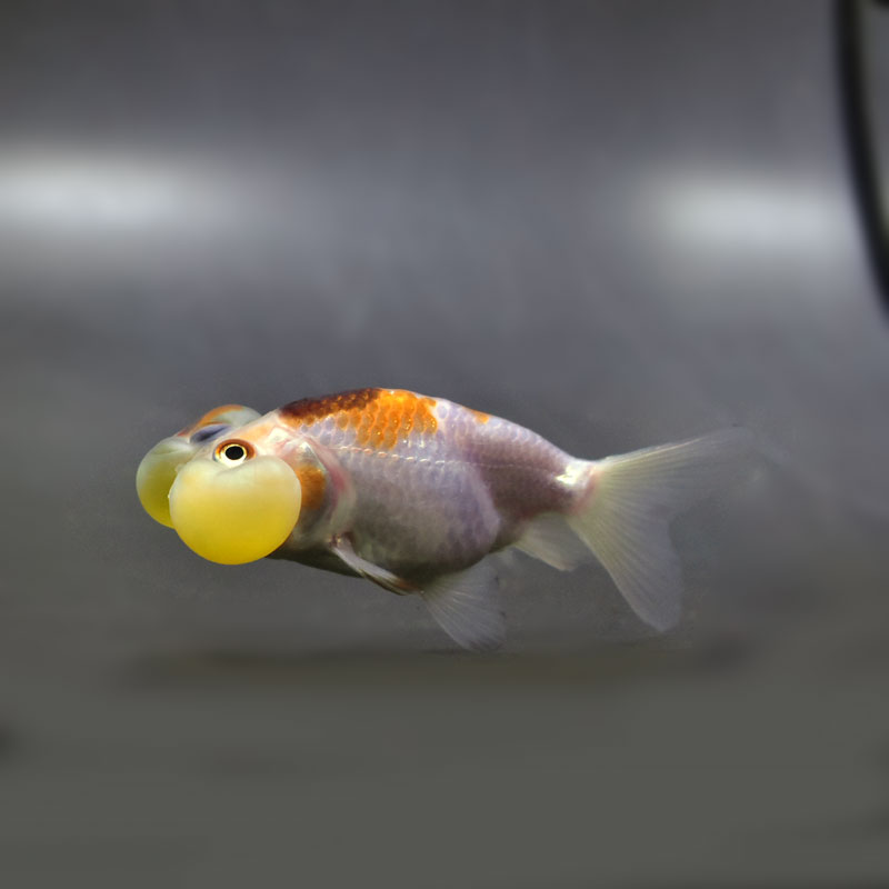 金魚　水晶　彫り 楽天市場】☆一点物☆【彫刻置物】金魚 水晶 (5A) No.14