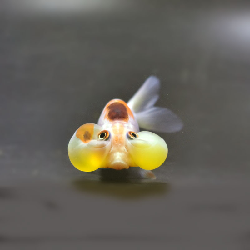 あずきちゃんピーモンタイト　金魚パーツ　8-188 金魚王子】変わり柄水泡眼 8±1cm前後 (個体番号：cde624) 金魚