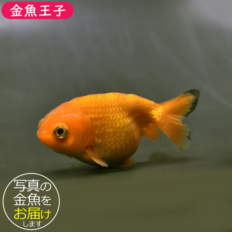 らんちゅう他 らんちゅう