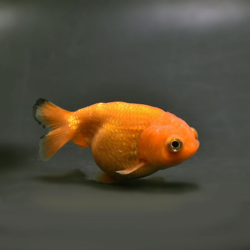 金魚王子】レッド出目らんちゅう 8cm前後 (個体番号：cde933) 金魚
