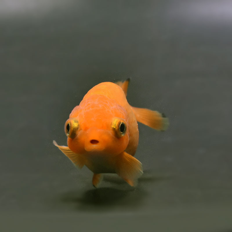 金魚王子】レッド出目らんちゅう 8cm前後 (個体番号：cde933) 金魚