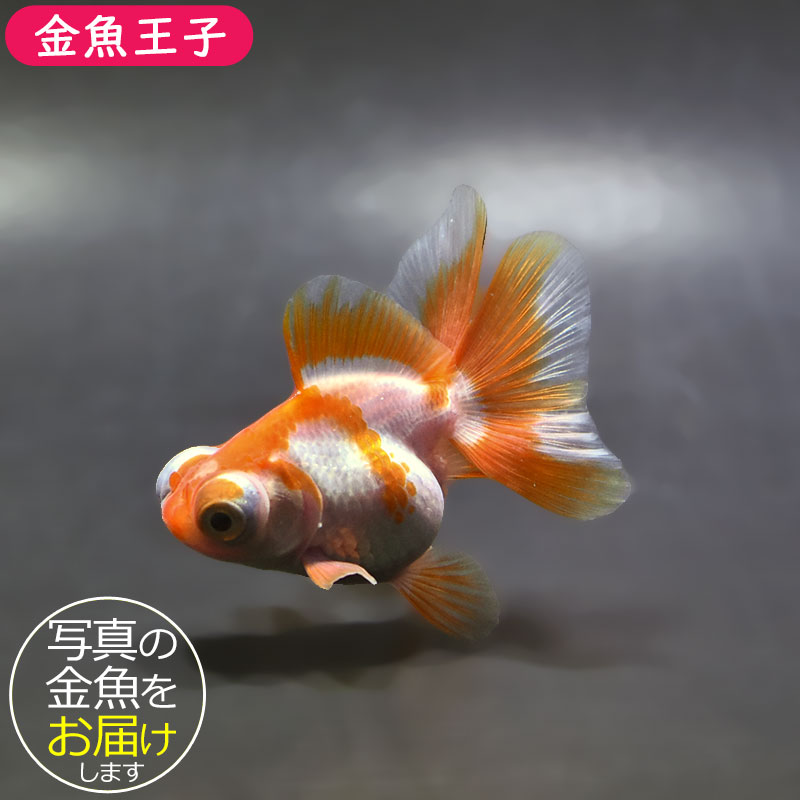 金魚王子】更紗蝶尾 7～8cm前後 (個体番号：xsw202) 金魚 きんぎょ