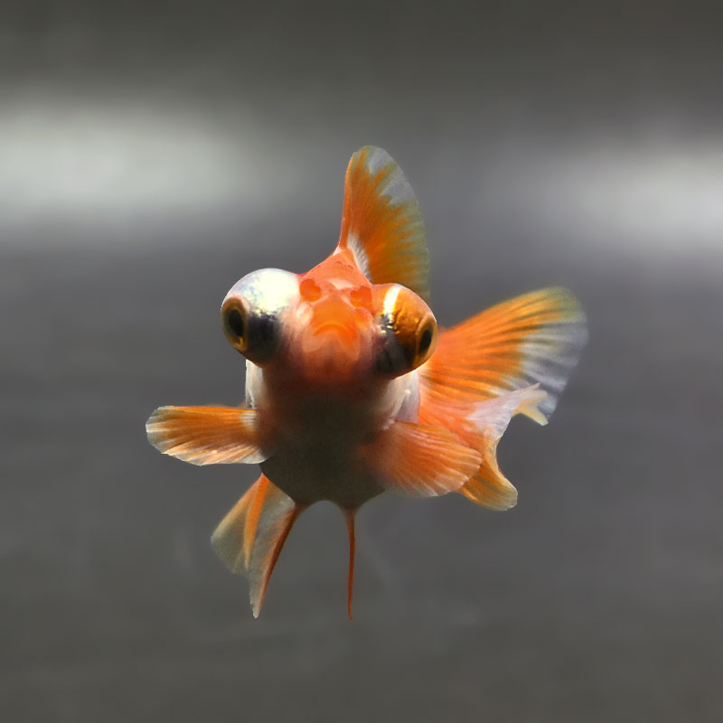 金魚王子】更紗蝶尾 7～8cm前後 (個体番号：xsw202) 金魚 きんぎょ