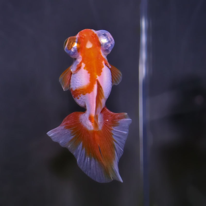 金魚王子】更紗蝶尾 7～8cm前後 (個体番号：xsw202) 金魚 きんぎょ