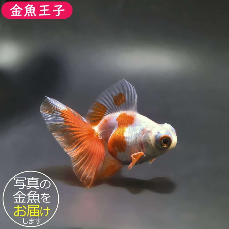金魚王子】更紗蝶尾 7～8cm前後 (個体番号：xsw537) 金魚 きんぎょ