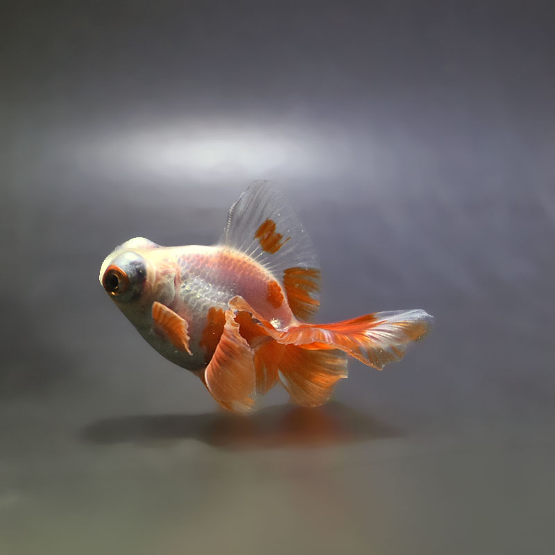 金魚王子】更紗蝶尾 7～8cm前後 (個体番号：xsw537) 金魚 きんぎょ