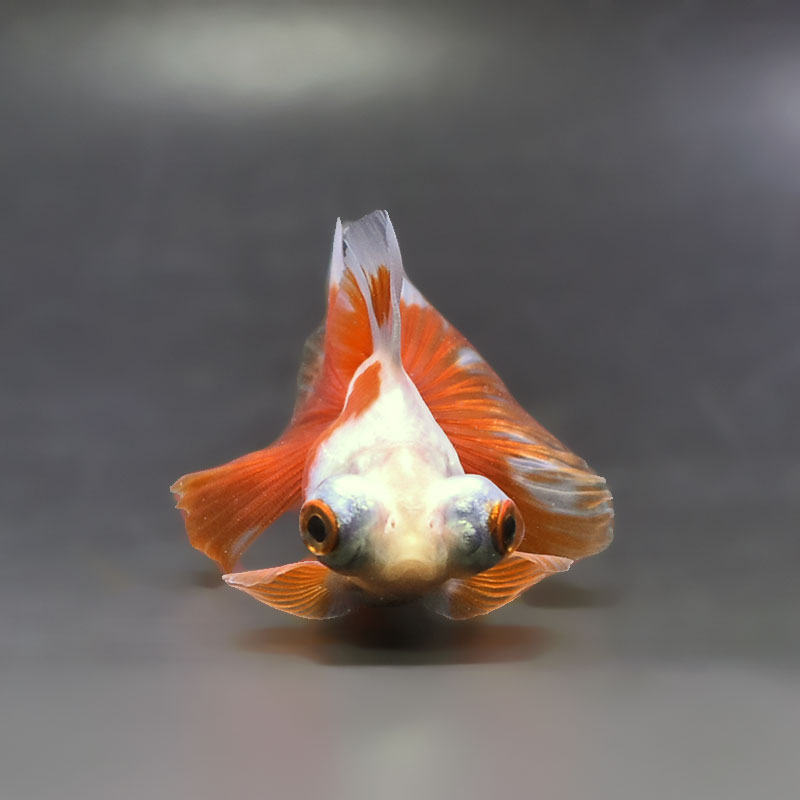 金魚王子】更紗蝶尾 7～8cm前後 (個体番号：xsw537) 金魚 きんぎょ