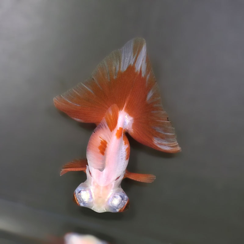 金魚王子】更紗蝶尾 7～8cm前後 (個体番号：xsw537) 金魚 きんぎょ
