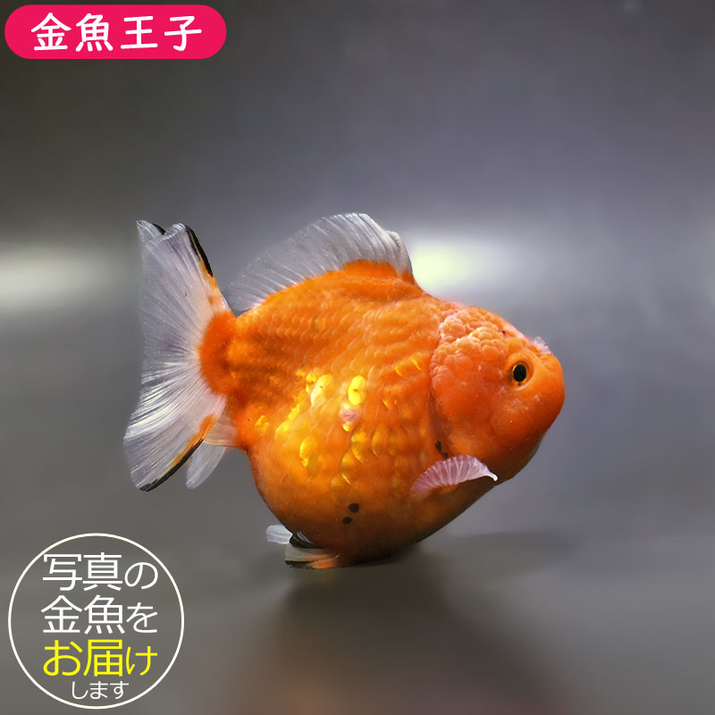 金魚11匹 金魚王子】桜ショートテールオランダ 11cm前後 (個体番号：xsw722