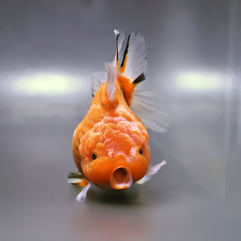 金魚王子】桜ショートテールオランダ 11cm前後 (個体番号：xsw722