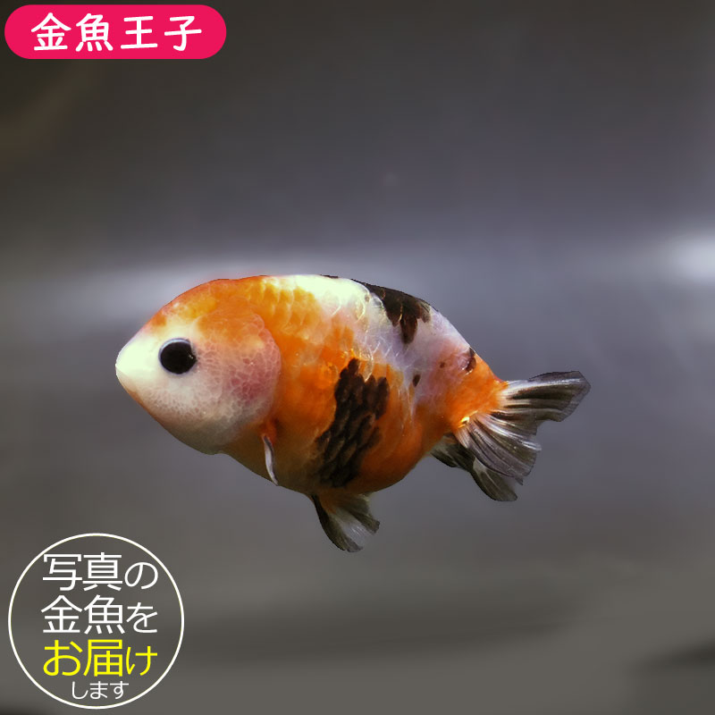 金魚　 金魚王子】江戸錦 8.5cm前後 (個体番号：xsw871) 金魚 きんぎょ 生体