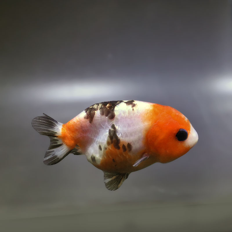 金魚王子】江戸錦 8.5cm前後 (個体番号：xsw871) 金魚 きんぎょ 生体