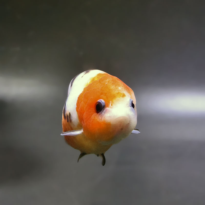 金魚　 金魚王子】江戸錦 8.5cm前後 (個体番号：xsw871) 金魚 きんぎょ 生体