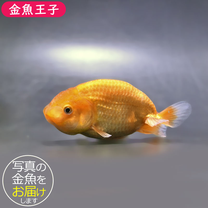 金魚王子】レッドらんちゅう 9±1cm前後 (個体番号：zaq330) 金魚