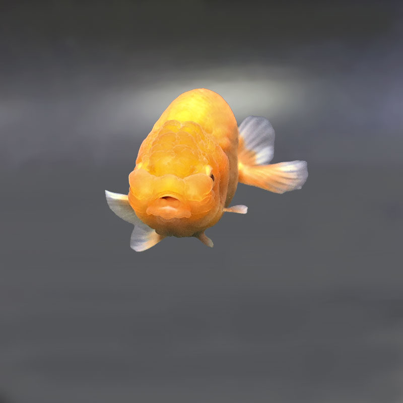 金魚王子】レッドらんちゅう 9±1cm前後 (個体番号：zaq330) 金魚