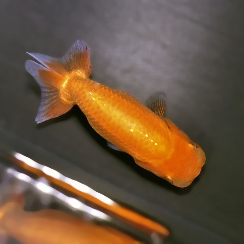 金魚王子】レッドらんちゅう 9±1cm前後 (個体番号：zaq330) 金魚