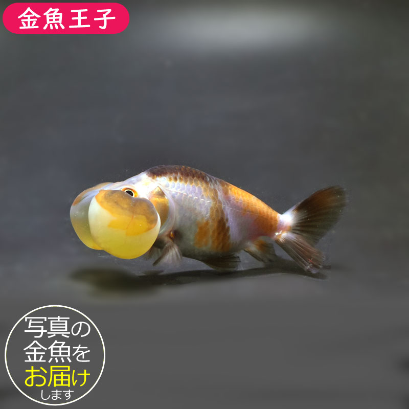 金魚王子】変わり柄水泡眼 8±1cm前後 (個体番号：cde623) 金魚