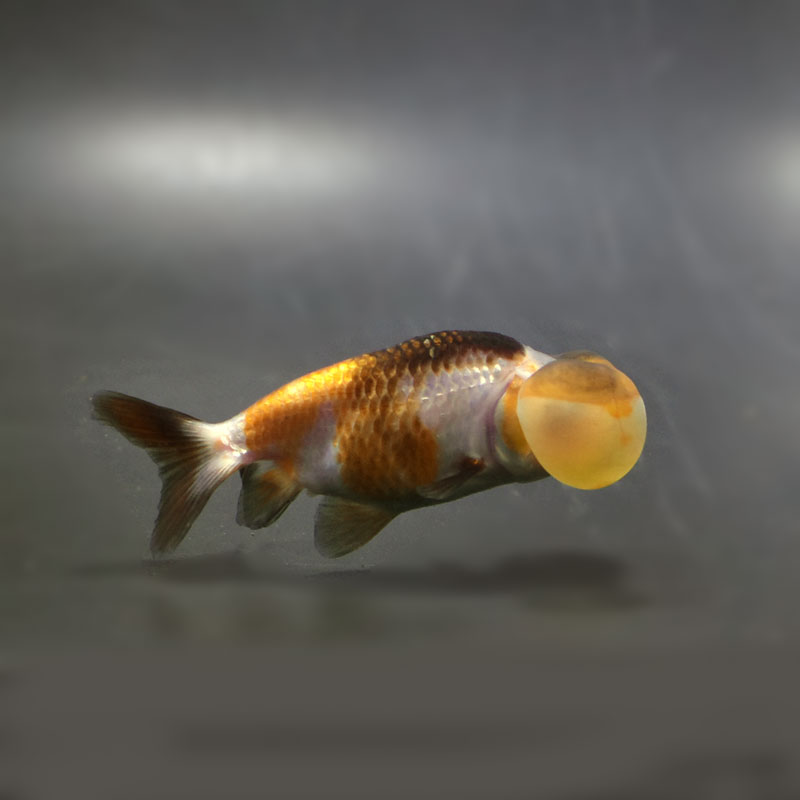 【金魚王子】変わり柄水泡眼 8±1cm前後 (個体番号:cde623) 金魚 きんぎょ 生体 琉金 厳選個体