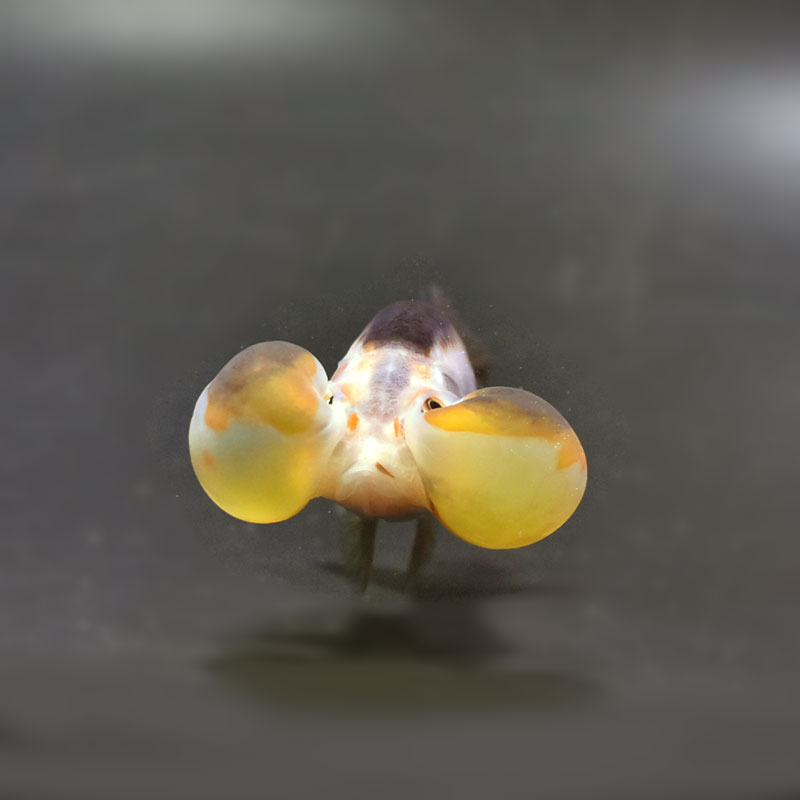 【金魚王子】変わり柄水泡眼 8±1cm前後 (個体番号:cde623) 金魚 きんぎょ 生体 琉金 厳選個体