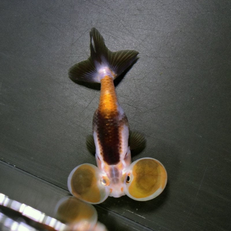 金魚一位　 金魚王子】変わり柄水泡眼 8±1cm前後 (個体番号：cde628) 金魚