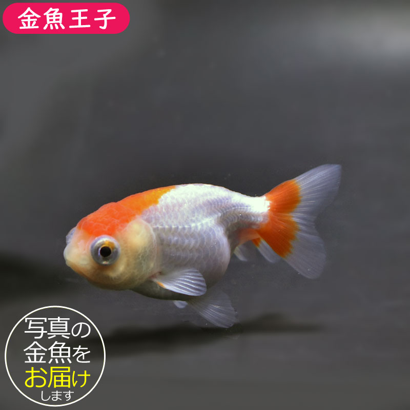金魚王子】更紗出目らんちゅう 7.5cm前後 (個体番号：cde934) 金魚