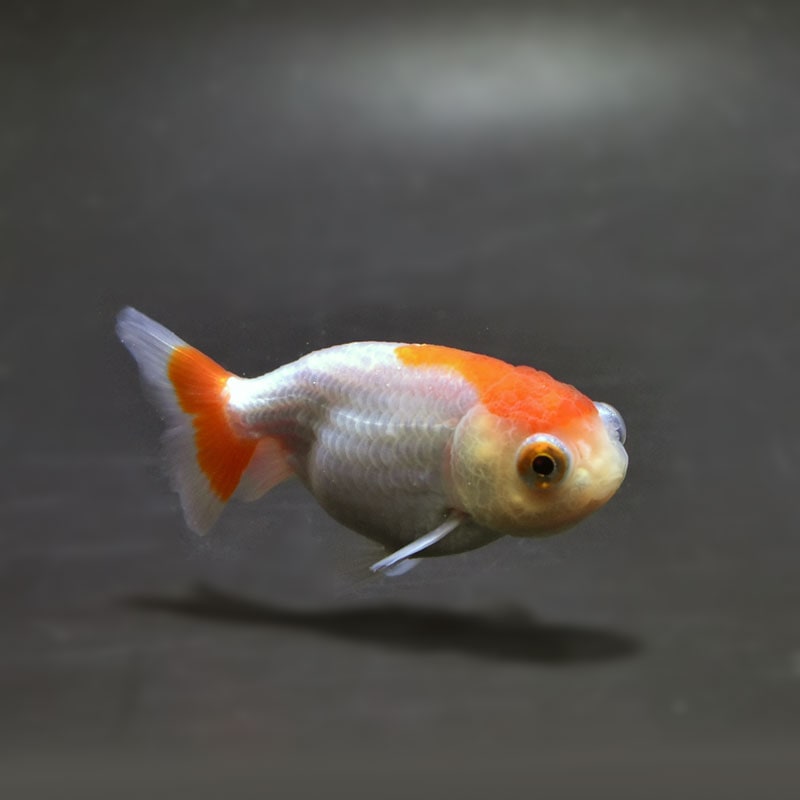 金魚王子】更紗出目らんちゅう 7.5cm前後 (個体番号：cde934) 金魚
