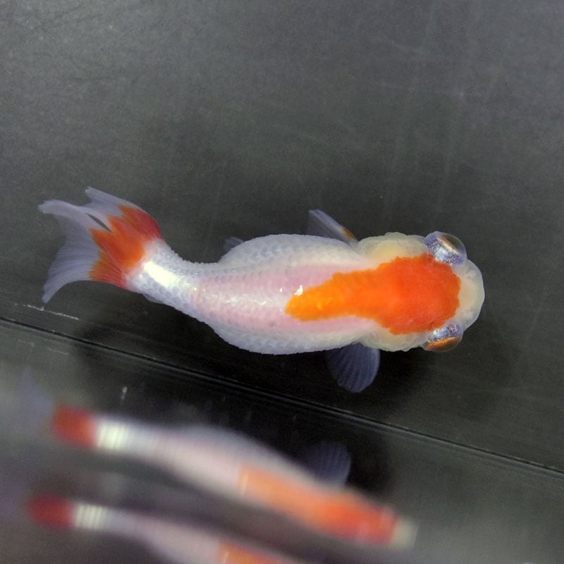 金魚一位　 第30回金魚日本一大会 2024.10.27 - YouTube