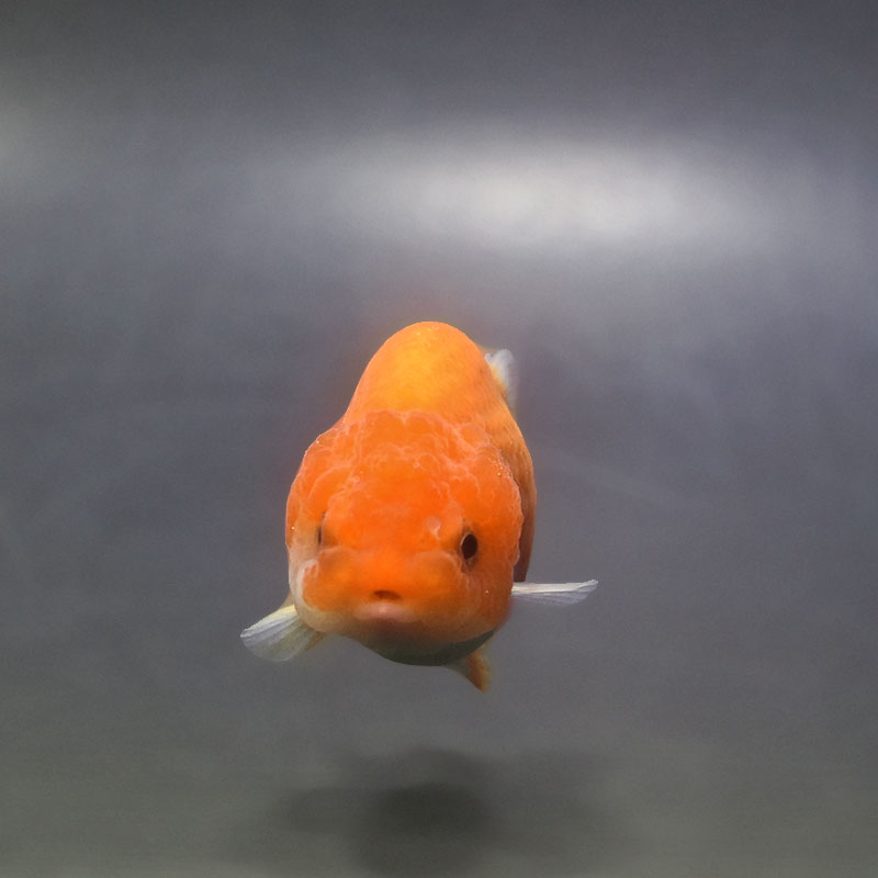 金魚王子】ベビーらんちゅう 6.5±1cm前後 (個体番号：xsw373) 金魚