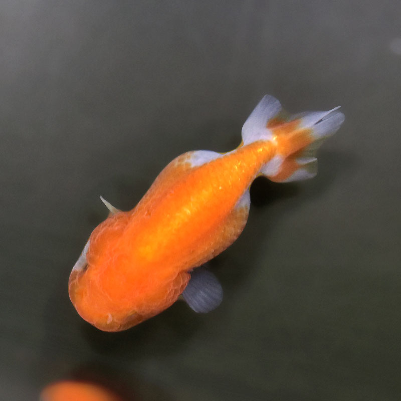 金魚王子】ベビーらんちゅう 6.5±1cm前後 (個体番号：xsw373) 金魚