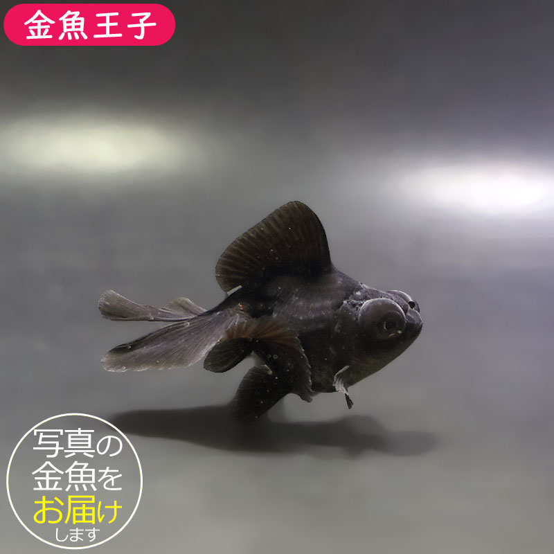 金魚王子】黒蝶尾 7～8cm前後 (個体番号：xsw538) 金魚 きんぎょ 生体