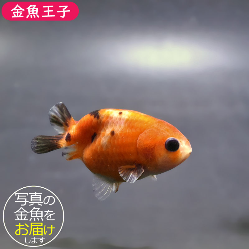 金魚王子】ベビーらんちゅう 6～7cm前後 (個体番号：xsw731) 金魚