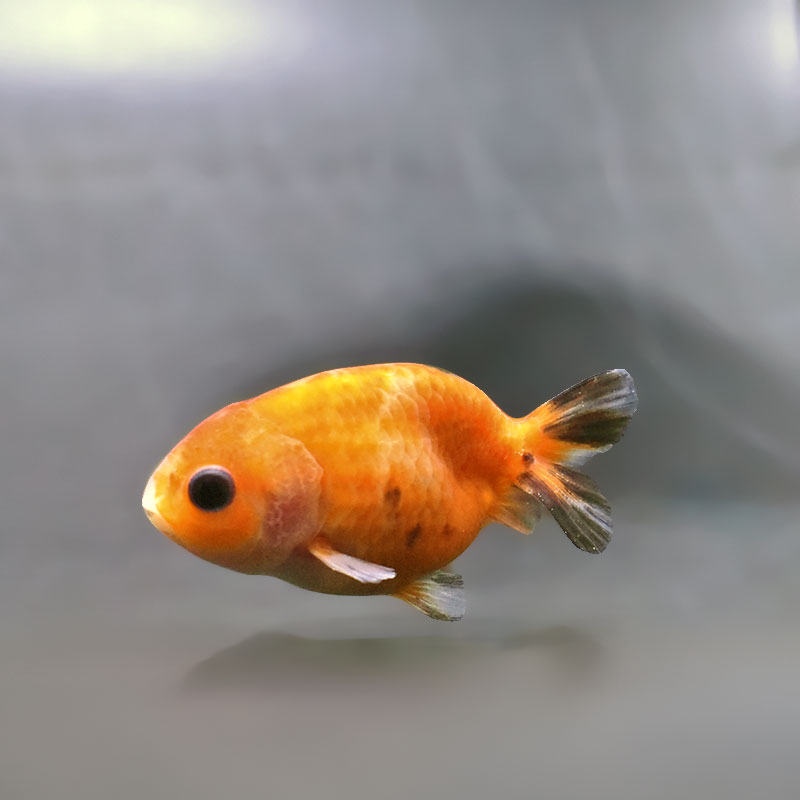 金魚王子】ベビーらんちゅう 6～7cm前後 (個体番号：xsw731) 金魚